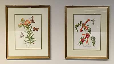 Photograph of a horizontal pair of framed paintings, one featuring stemmed flowers surrounded by butterflies and the other featuring trumpet-shaped flowers on a creeper with a bird near a flower.