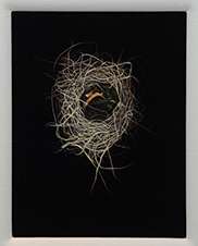 Crude circular bird's nest against a black backdrop.